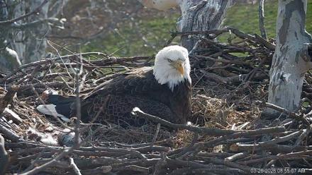 PA Farm Country Eagles Live Cams - Mar 26, 2026, 8:56am EDT