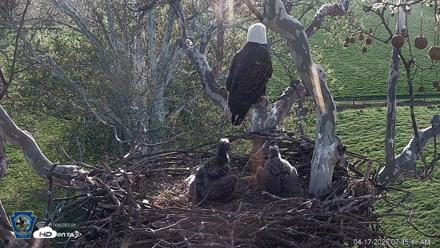 PA Farm Country Eagles Live Cams - Apr 17, 2026, 7:46am EDT