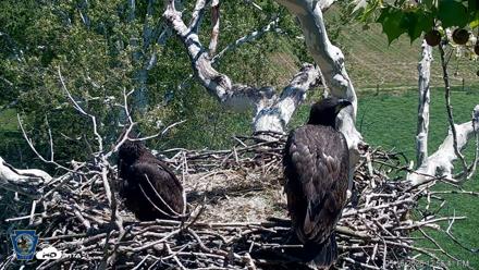 PA Farm Country Eagles Live Cams - May 16, 2026, 12:57pm EDT