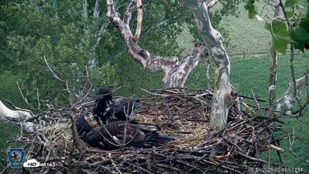 PA Farm Country Eagles Live Cams - May 21, 2026, 2:47pm EDT