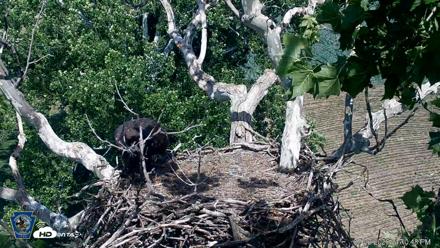 PA Farm Country Eagles Live Cams - Jul 2, 2026, 4:11pm EDT