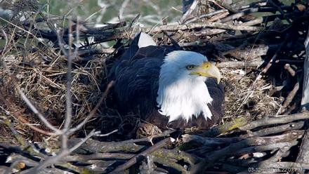 PA Farm Country Eagles Live Cams - Mar 12, 2026, 5:23pm EDT