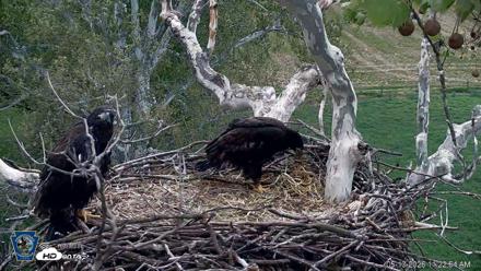 PA Farm Country Eagles Live Cams - May 13, 2026, 11:23am EDT