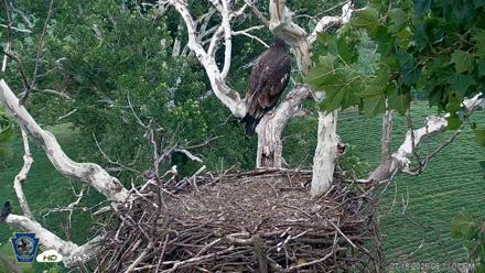 PA Farm Country Eagles Live Cams - Jul 18, 2026, 6:31pm EDT