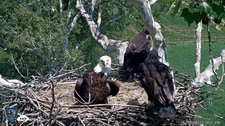 PA Farm Country Eagles Live Cams - May 18, 2026, 2:39pm EDT