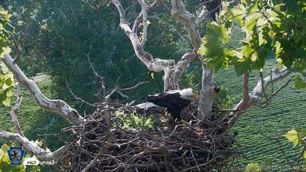 PA Farm Country Eagles Live Cams - Aug 13, 2026, 7:53am EDT