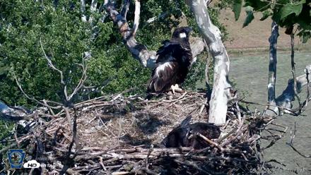 PA Farm Country Eagles Live Cams - May 29, 2026, 4:11pm EDT