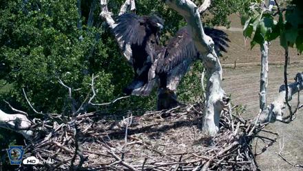 PA Farm Country Eagles Live Cams - Jun 2, 2026, 1:12pm EDT