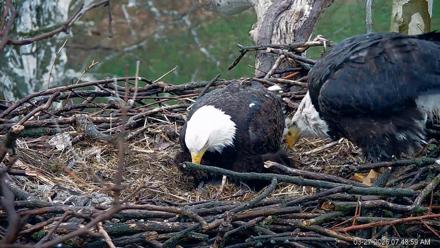 PA Farm Country Eagles Live Cams - Mar 27, 2026, 7:49am EDT