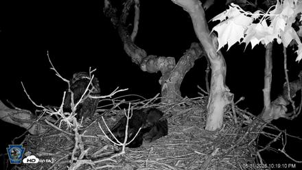 PA Farm Country Eagles Live Cams - May 31, 2026, 10:19pm EDT