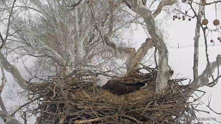PA Farm Country Eagles Live Cams - Feb 12, 2026, 2:39pm EST