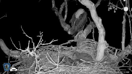 PA Farm Country Eagles Live Cams - Apr 18, 2026, 1:43am EDT