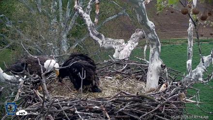PA Farm Country Eagles Live Cams - May 6, 2026, 7:43am EDT