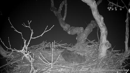 PA Farm Country Eagles Live Cams - Feb 18, 2026, 12:06am EST