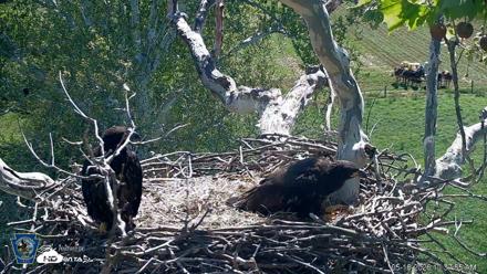 PA Farm Country Eagles Live Cams - May 16, 2026, 10:38am EDT