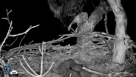 PA Farm Country Eagles Live Cams - Apr 13, 2026, 3:42am EDT