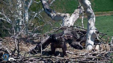 PA Farm Country Eagles Live Cams - Apr 23, 2026, 1:49pm EDT