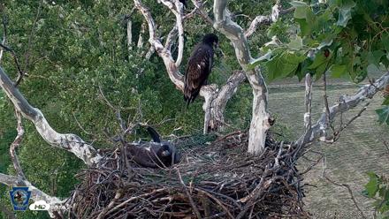 PA Farm Country Eagles Live Cams - Jun 8, 2026, 8:19pm EDT