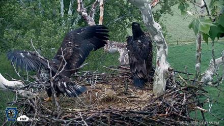 PA Farm Country Eagles Live Cams - May 21, 2026, 4:44pm EDT