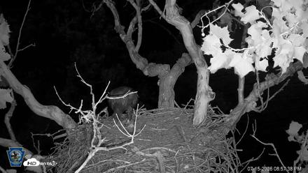 PA Farm Country Eagles Live Cams - Jul 15, 2026, 9:00pm EDT
