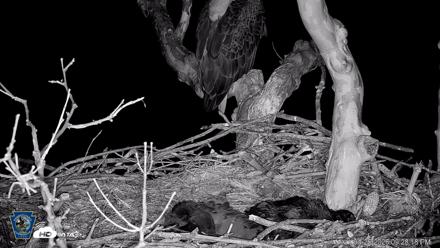 PA Farm Country Eagles Live Cams - Apr 26, 2026, 9:29pm EDT