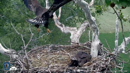 PA Farm Country Eagles Live Cams - May 22, 2026, 11:52am EDT