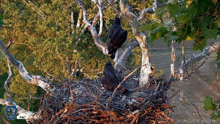 PA Farm Country Eagles Live Cams - Jun 4, 2026, 8:16pm EDT