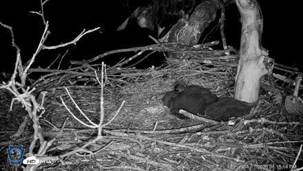 PA Farm Country Eagles Live Cams - Apr 11, 2026, 8:15pm EDT