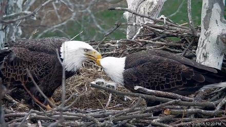 PA Farm Country Eagles Live Cams - Mar 27, 2026, 5:53pm EDT
