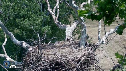 PA Farm Country Eagles Live Cams - Jun 6, 2026, 1:21pm EDT