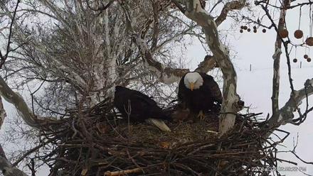 PA Farm Country Eagles Live Cams - Feb 3, 2026, 2:51pm EST