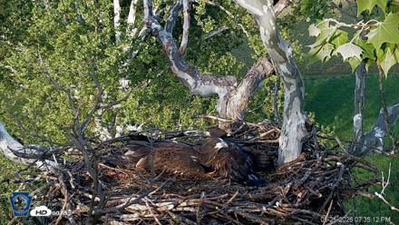 PA Farm Country Eagles Live Cams - May 25, 2026, 7:35pm EDT