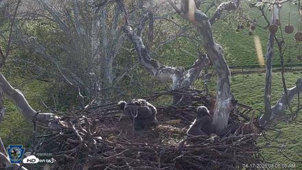 PA Farm Country Eagles Live Cams - Apr 17, 2026, 8:06am EDT
