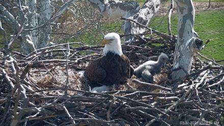 PA Farm Country Eagles Live Cams - Mar 31, 2026, 10:08am EDT