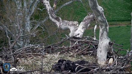 PA Farm Country Eagles Live Cams - Apr 28, 2026, 9:30am EDT