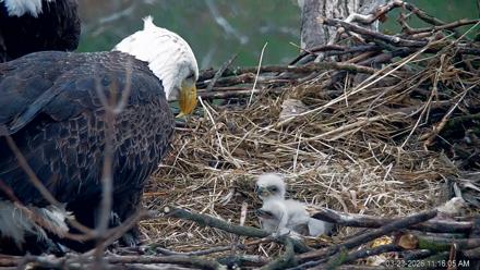 PA Farm Country Eagles Live Cams - Mar 23, 2026, 11:17am EDT