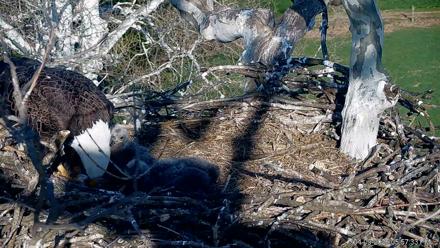 PA Farm Country Eagles Live Cams - Apr 9, 2026, 5:59pm EDT