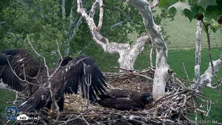 PA Farm Country Eagles Live Cams - May 22, 2026, 10:36am EDT