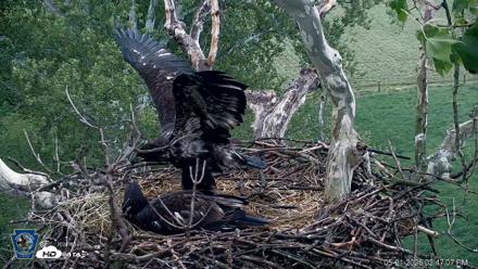 PA Farm Country Eagles Live Cams - May 21, 2026, 2:47pm EDT