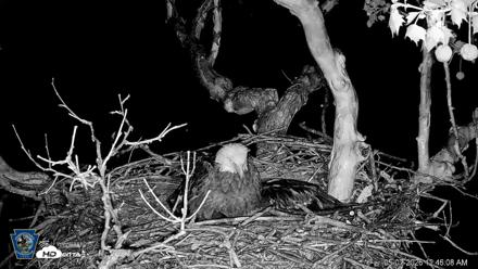 PA Farm Country Eagles Live Cams - May 7, 2026, 12:47am EDT