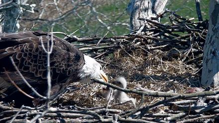 PA Farm Country Eagles Live Cams - Mar 24, 2026, 12:31pm EDT