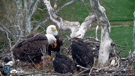 PA Farm Country Eagles Live Cams - Apr 29, 2026, 8:59am EDT