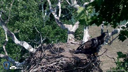 PA Farm Country Eagles Live Cams - Jul 2, 2026, 4:24pm EDT