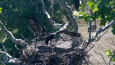 PA Farm Country Eagles Live Cams - Jun 4, 2026, 10:09am EDT