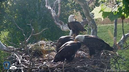PA Farm Country Eagles Live Cams - May 28, 2026, 7:41am EDT