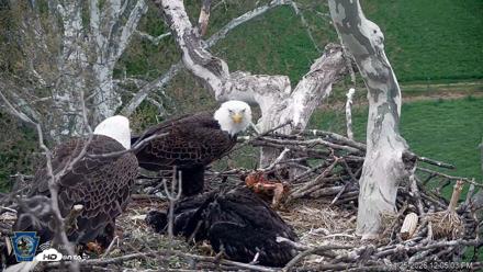 PA Farm Country Eagles Live Cams - Apr 25, 2026, 12:05pm EDT