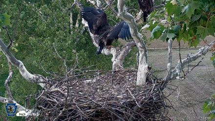 PA Farm Country Eagles Live Cams - Jun 1, 2026, 7:35pm EDT