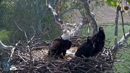 PA Farm Country Eagles Live Cams - May 10, 2026, 9:20am EDT