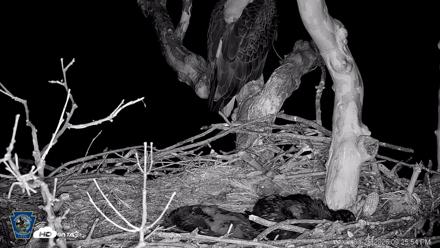 PA Farm Country Eagles Live Cams - Apr 26, 2026, 9:26pm EDT