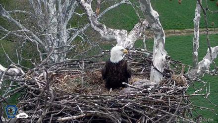 PA Farm Country Eagles Live Cams - Apr 14, 2026, 12:56pm EDT